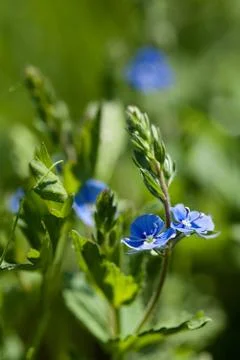 Tiny blue field flower veronica chamaedrys Stock Photos
