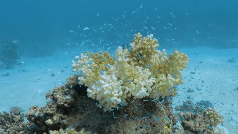 Tiny blue fish swimming over half-bleached yellow Cauliflower coral. Video stock 290793579