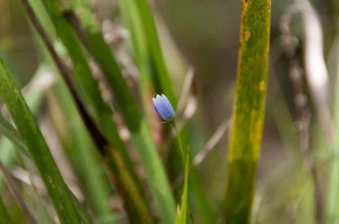 Tiny blue flower bud with green leaves on the background Stock Photos