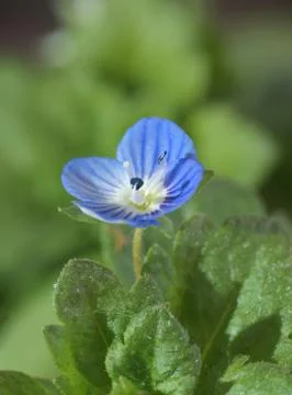 Tiny blue flower Stock Photos