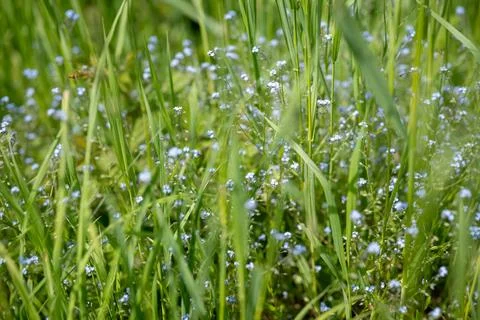 Tiny blue flowers cluster in grassy field Stock Photos
