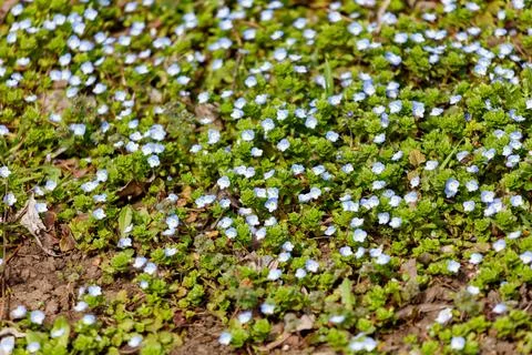 Tiny blue flowers dot green ground cover Stock Photos