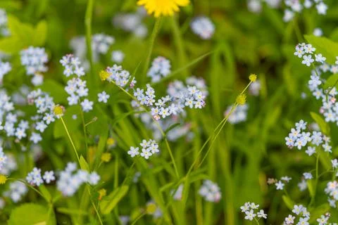 Tiny blue flowers on greenery. Delicate blue blooms amid lush leafy backgro.. Stockfoto's