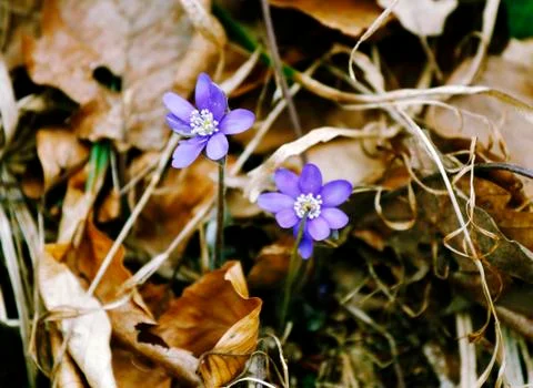 Tiny blue flowers Stock Photos