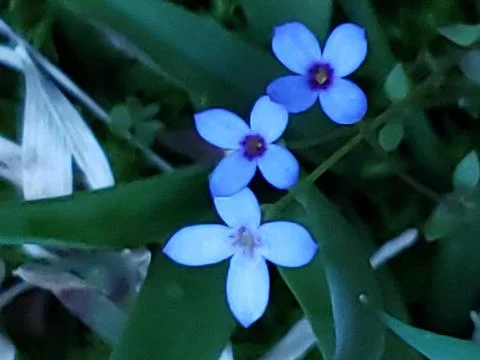 Tiny blue flowers Stock Photos