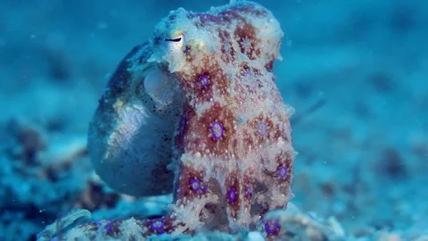 Tiny Blue-Ringed octopus Stock Footage 95066727