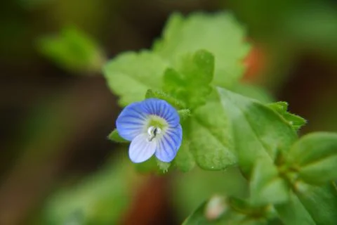 A tiny blue speedwell flower Stock Photos