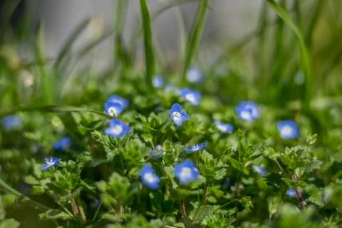 Tiny Blue spring flowers Stock Photos