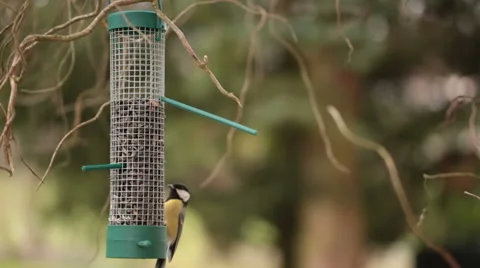Tiny Blue tit on a feeder in a garden Stock Footage 45583542