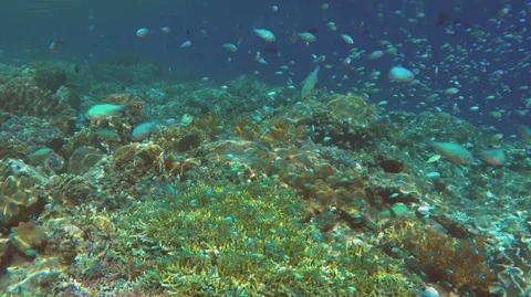 Tiny blue tropical aquarium fish in coral reef of Banda islands, Banda sea, Indo Stock Footage 94373674