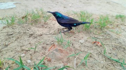 Tiny bluish green color migrating bird called hummingbird sitting in grass Stock Photos