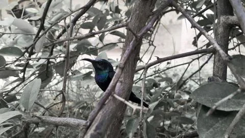 Tiny bluish green color migrating bird called hummingbird in black and white  스톡 사진