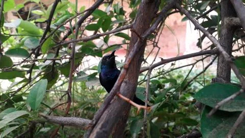 Tiny bluish green color migrating bird called hummingbird sitting on tree bra Stock Photos
