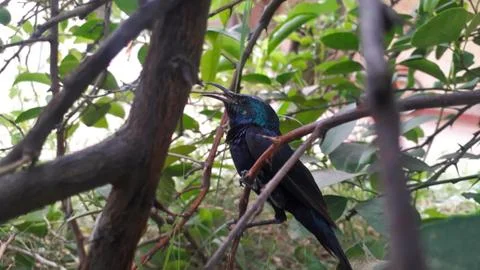 Tiny bluish green color migrating bird called hummingbird sitting on tree bra 스톡 사진