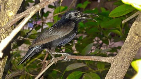 Tiny bluish green color migrating bird called hummingbird sitting on tree bra Stock Photos