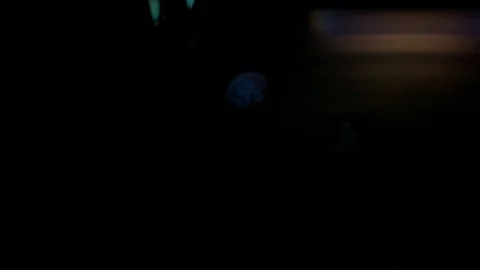 Tiny Blurry blue jellyfish  swimming in an aquarium pool. Transparent Video stock 119551489