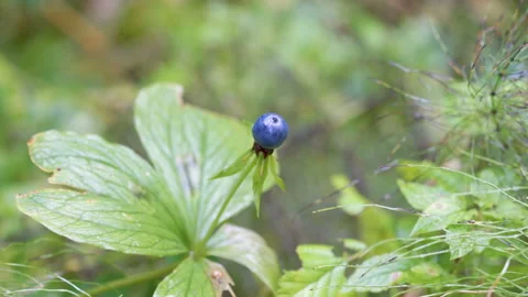 The tiny blye herb paris flower in the garden Video stock 140973334
