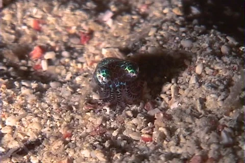 Tiny Bobtail Squid digging itself into the seafloor Stock Footage 1087708