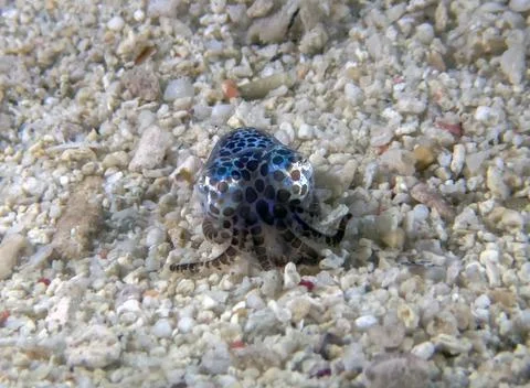A tiny Bobtail Squid (Sepiolida sp.) on the sea floor 스톡 사진