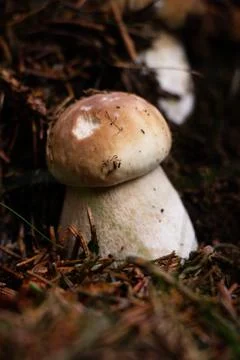 Tiny Boletus edulis and its little brother protect each other against the for Stock Photos