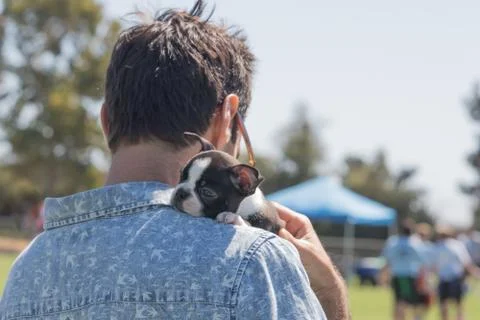 Tiny Boston terrier cute puppy content nestled on male owner shoulder Stock Photos