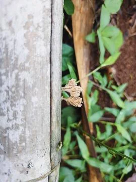 Tiny bracket fungus growing on the side of a textured bamboo stalk Foto stock
