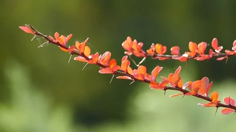 Tiny branches with red leaves and thorns on the autumn wind Stock Footage 81765889