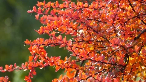 Tiny branches with red leaves on the autumn wind Stock Footage 81766224