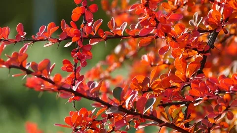 Tiny branches with red leaves on the autumn wind Stock Footage 81766835