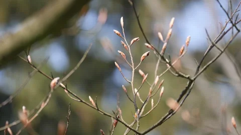 Tiny branches swaying in the breeze. Video stock 240107007