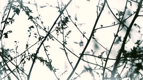 Tiny branches in winter time Stock Footage 70986117