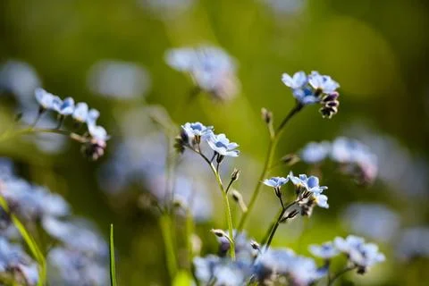 Tiny bright blue forget me not flowers, close-up, selective focus with bokeh Stock Photos