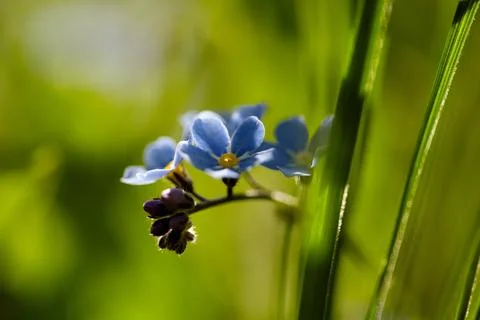 Tiny bright blue forget me not flowers, close-up, selective focus with bokeh Stock Photos