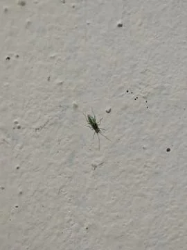 Tiny bright green capsid bug perched on a rough textured beige wall surface Foto stock