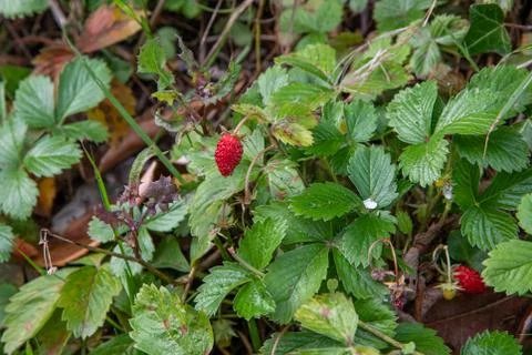 Tiny bright red wild strawberries growing in October Stock Photos