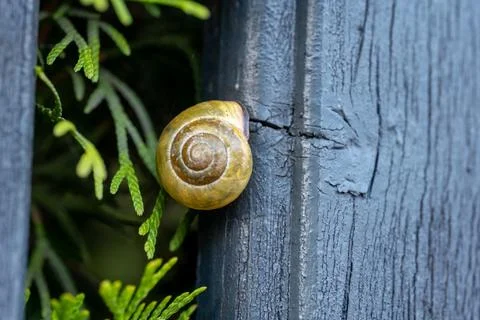 Tiny bright yellow snail shell firmly attached to wooden fence Fotos de archivo
