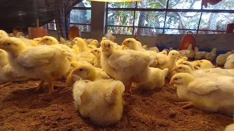 Tiny broiler chickens are peacefully resting in the cozy poultry farm. Stock-Footage 300454651