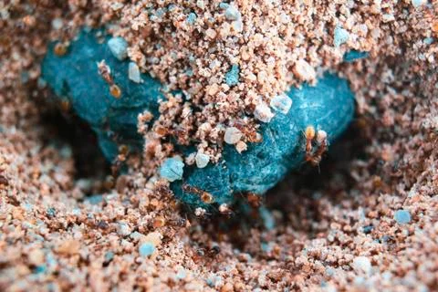 Tiny Brown Ants Working Around a Torquoise Pebble Foto stock