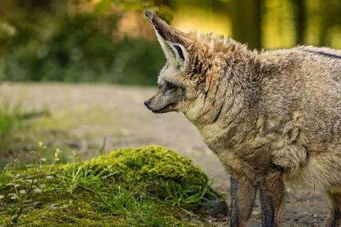 Tiny brown Bat-eared fox perched on a soil patch Stock-Fotos