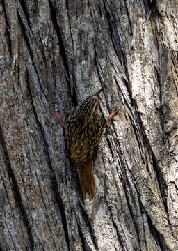 Tiny brown bird with curved beak. Scans tree trunks for insects in Lloret de  Foto stock