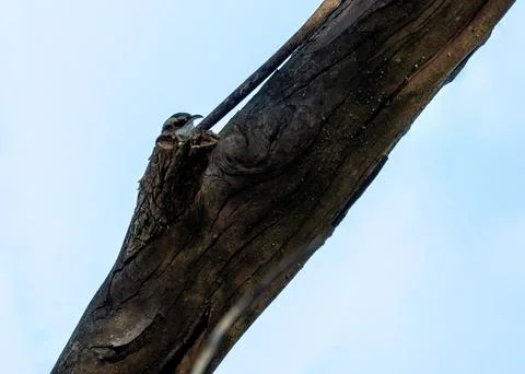 Tiny brown bird with curved beak. Scans tree trunks for insects in Lloret de  Stock Photos