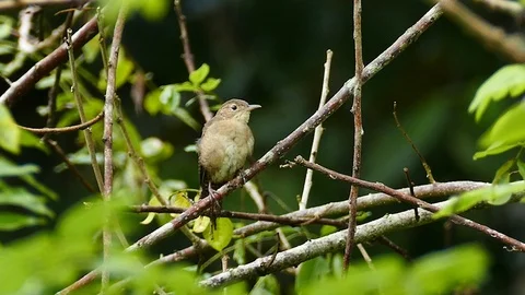 Tiny brown bird grooms with quickly movements Video stock 123608725