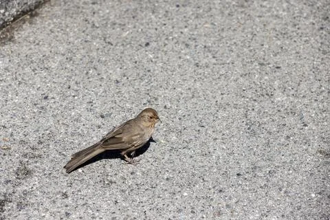 Tiny brown bird hops around on an asphalt streeet Stock Photos