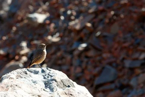 Tiny Brown Bird Stock Photos