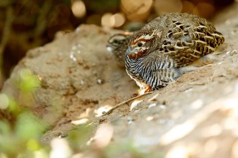 Tiny Brown Bird Stock Photos