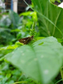 A tiny brown butterfly blending with its green leafy surroundings Stock Photos