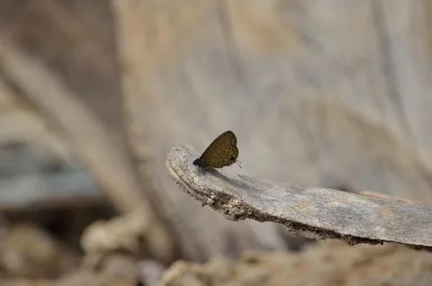 Tiny Brown Butterfly Resting on a Dry Wood Sliver. Stock Photos