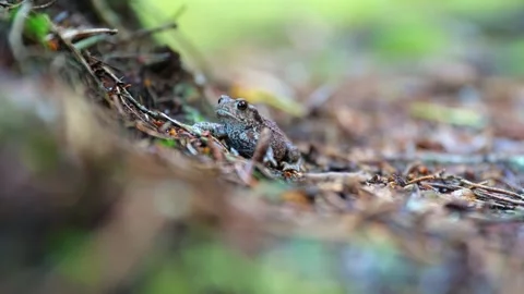 A Tiny Brown Frog Sitting Still on the Forest Floor Stock Footage 327845129