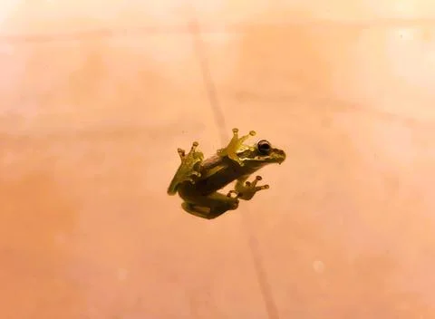 A tiny brown frog on the surface of the glass door Stock Photos