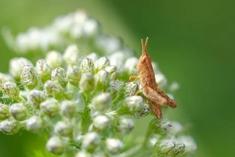Tiny brown grasshopper perches on white flower buds Stock Photos